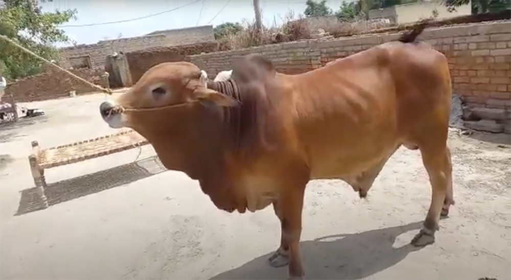 Cow prepared for slaughter for Qurbani
